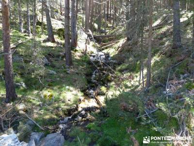 El pinar del Puerto de Navafría;pirineo navarro;viajes aventura;la barranca